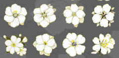 Наклейки декоративные, Бегония, Белый, 20 шт.